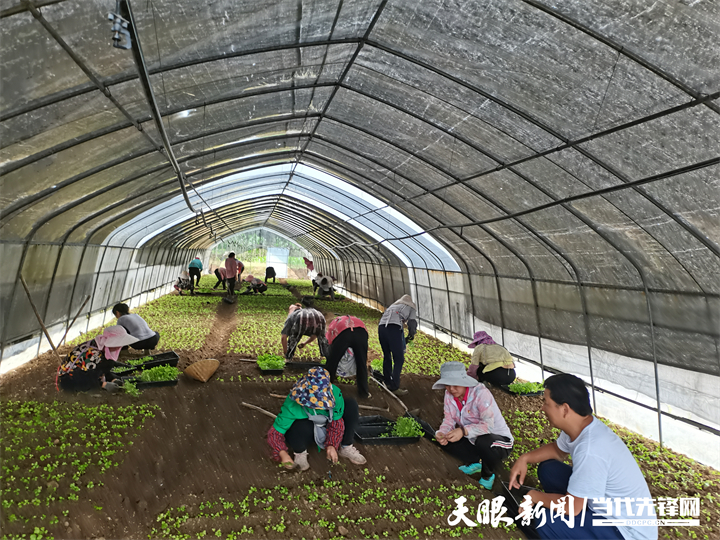 和专家一起给村民示范芹菜种子种植技术.jpg